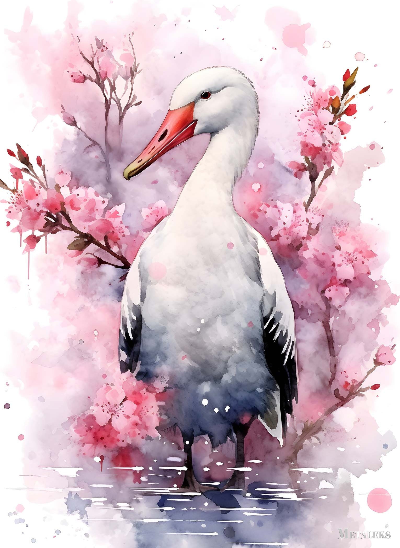 Albatross