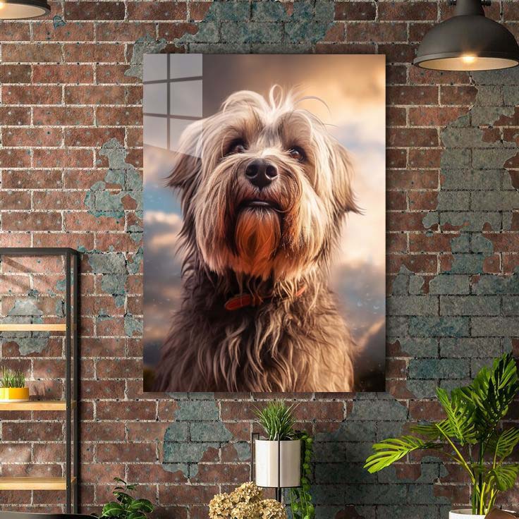 briard dog 3